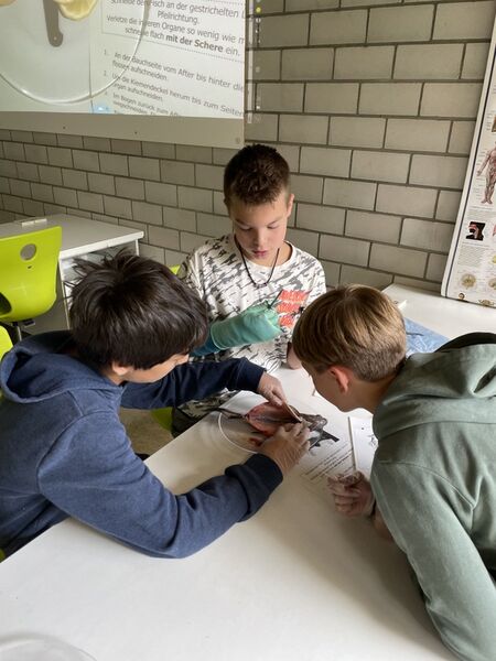 5b_Forelle_Praktikum
